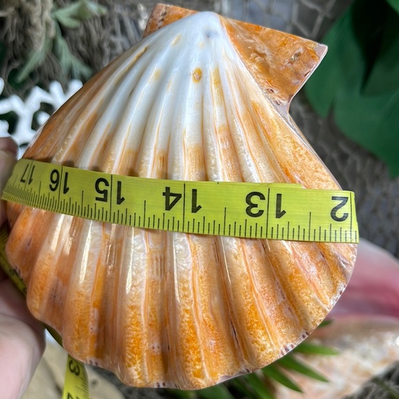 XL Real Double Closed Polished Lion Paws Shell White Coral Purple Beach Coastal - Picture 16 of 17